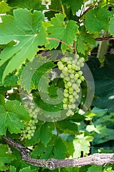 Green grapes haning