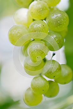 Green grapes in nature. macro