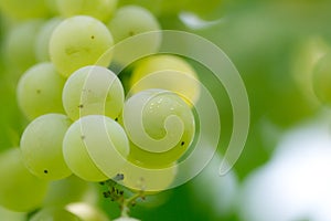 Green grapes in nature. macro
