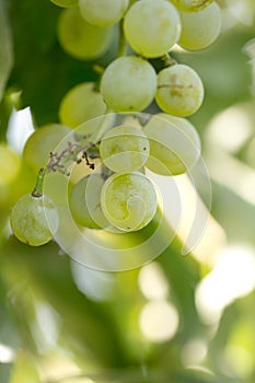 Green grapes in nature. macro