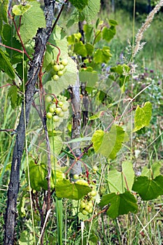 Green grapes ripen on branch of the vine on hot summer day