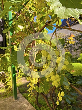 green grapes ripen on the branches in the garden