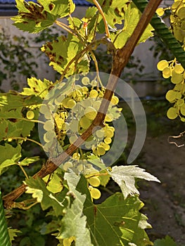 green grapes ripen on the branches in the garden