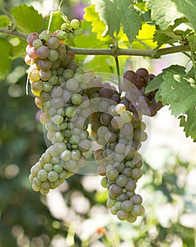 Green grapes ripen detail