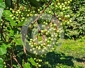 Green grapes ripen in the peasant garden on a autumn day