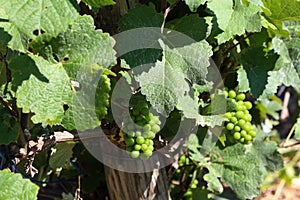 Green grapes ripen in summer in vineyards