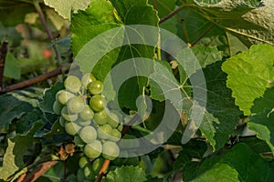 Green grapes ripen in the sun. Unripe green grapes