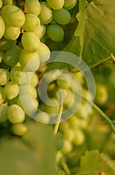 Green grapes ripen at sunset