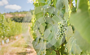 Green grapes ripening in vineyard in summer