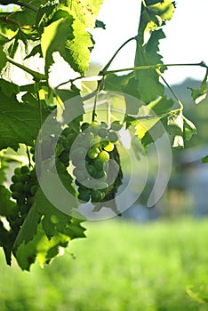 Green grapes