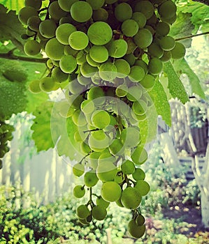 Green grapes in summer garden