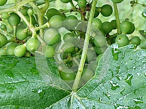 Green grapes too early to say.