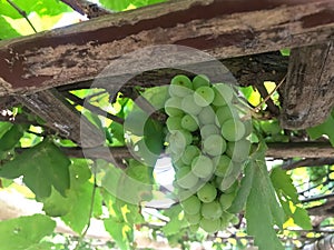 Green grapes on a trellis
