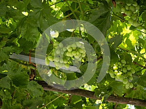 Green grapes in the vine