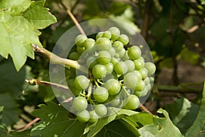 Green Grapes on the Vine