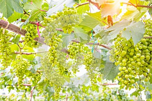 Green grapes on vine