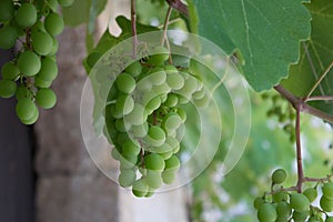 Green grapes on a vine