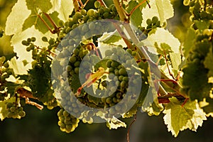 Green grapes on vine in a german vineyard