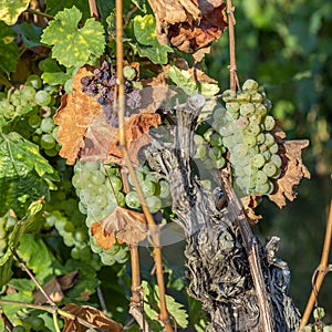 Green grapes at vine growing in the vineyard in the Rheingau area in Germany
