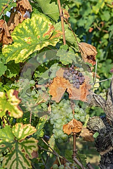 Green grapes at vine growing in the vineyard in the Rheingau area in Germany