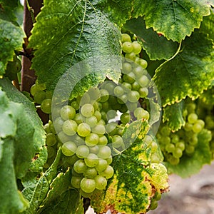 Green Grapes on the Vine at Harvest