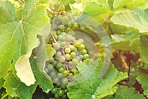 Green grapes, vine and leaves background