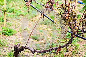 green grapes on vine in vineyard in Kakheti