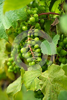 Green grapes on the vine from winery vineyard farm