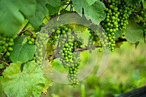 Green grapes on the vine from winery vineyard farm