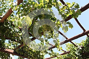 Green Grapes Vine Yard