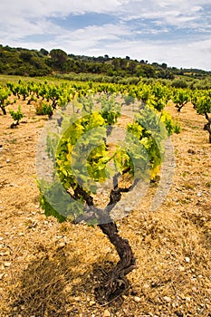 Green Grapes and Vines in CorbiÃ¨re Wine Region and Back Country on a Sunny Spring Day in Aude, France