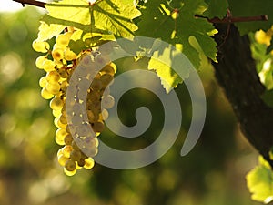 Green grapes on a vineseasonal food concept. Vineyards at sunset in autumn harvest. Ripe grapes in fall. Grape harvest. Blue grape