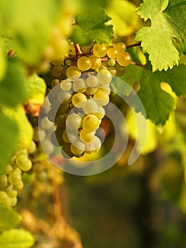 Green grapes on a vineseasonal food concept. Vineyards at sunset in autumn harvest. Ripe grapes in fall. Grape harvest. Blue grape