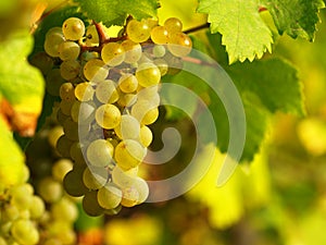 Green grapes on a vineseasonal food concept. Vineyards at sunset in autumn harvest. Ripe grapes in fall. Grape harvest. Blue grape