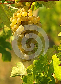 Green grapes on a vineseasonal food concept. Vineyards at sunset in autumn harvest. Ripe grapes in fall. Grape harvest. Blue grape