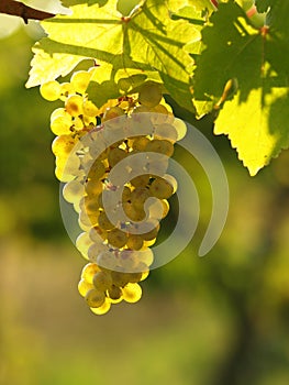 Green grapes on a vineseasonal food concept. Vineyards at sunset in autumn harvest. Ripe grapes in fall. Grape harvest. Blue grape