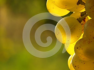 Green grapes on a vineseasonal food concept. Vineyards at sunset in autumn harvest. Ripe grapes in fall. Grape harvest. Blue grape