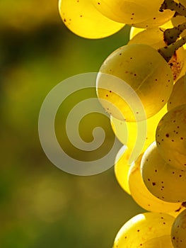 Green grapes on a vineseasonal food concept. Vineyards at sunset in autumn harvest. Ripe grapes in fall. Grape harvest. Blue grape