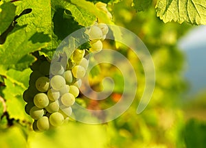 Green grapes on a vineseasonal food concept. Vineyards at sunset in autumn harvest. Ripe grapes in fall. Grape harvest. Blue grape