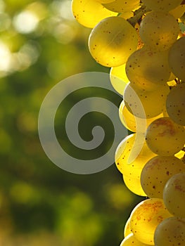 Green grapes on a vineseasonal food concept. Vineyards at sunset in autumn harvest. Ripe grapes in fall. Grape harvest. Blue grape