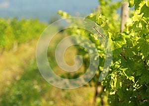 Green grapes on a vineseasonal food concept. Vineyards at sunset in autumn harvest. Ripe grapes in fall. Grape harvest. Blue grape