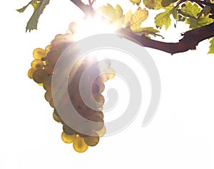 Green grapes on a vineseasonal food concept. Vineyards at sunset in autumn harvest. Ripe grapes in fall. Grape harvest. Blue grape