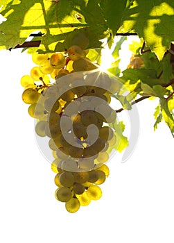 Green grapes on a vineseasonal food concept. Vineyards at sunset in autumn harvest. Ripe grapes in fall. Grape harvest. Blue grape