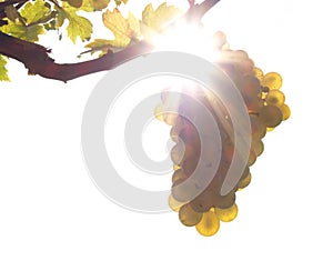 Green grapes on a vineseasonal food concept. Vineyards at sunset in autumn harvest. Ripe grapes in fall. Grape harvest. Blue grape