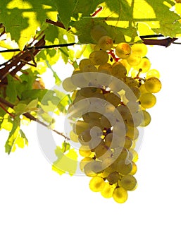 Green grapes on a vineseasonal food concept. Vineyards at sunset in autumn harvest. Ripe grapes in fall. Grape harvest. Blue grape