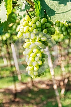 Green Grapes in Vineyard