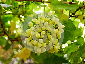 Green grapes in a vineyard in maharashtra india