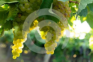 Green grapes in vineyard, sunny afternoon, grape cultivation, Mendoza wine