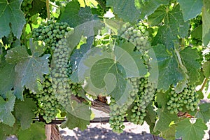 Green grapes in a vineyard of a wine producer