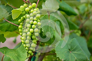 Green Grapes on Vinyard Vines